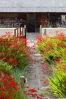 The Farmyard Garden. Crocosmia 'Lucifer', Leymus arenarius. View to the Black Beds with Verbena bonariensis. Hill House, Glascoed, Monmouthshire, Wales.