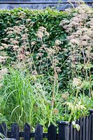 The Picket Beds. Valeriana officinalis, Stipa tenuissima, Miscanthus sinensis. Hill House, Glascoed, Monmouthshire, Wales. 