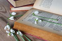 Galanthus inside vintage book ready to flower press