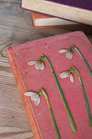 Dried and pressed Galanthus on vintage book