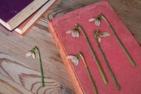Dried and pressed Galanthus on vintage book