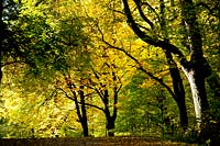 Autumn woods. Rosendals Tratgard. Stockholm. Sweden