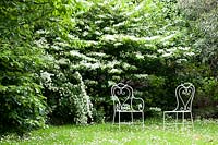 Viburnum plicatum 'Watanabe' and Spiraea alba. Villa Singer Garden. Milan. Italy