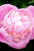 Detail of single pink flower. Villa Singer Garden. Milan. Italy