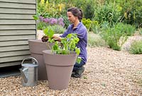 Woman planting Courgette 'Bambino' and Dwarf French Bean 'Tendergreen' into containers