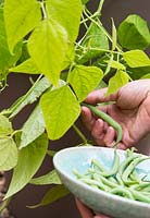Harvesting home grown Dwarf French Bean 'Tendergreen'