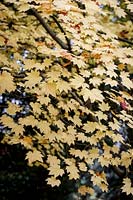 Acer japonicum, Full Moon Maple