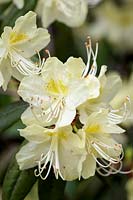 Rhododendron lutescens
