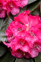 Rhododendron erosum