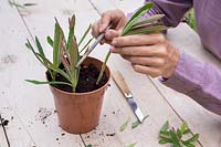 Placing Euphorbia x martinii cuttings into pot with even space, allowing them to grow