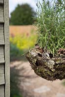 Insect hanging basket with Lavendula, Moss, Bark, Seed heads, Pine cones and Twigs