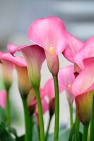 Zantedeschia rehmannii, Pink Calla Lily