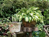 Very large terracotta pots containing variegated Hosta's placed at eye level to add another dimension to the garden.