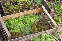 Succulents needed to plant onto living roof