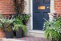 Contemporary containers with white and dark foliage bedding by front door