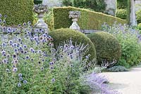 Echinops ritro 'Veitch's Blue' and topiary at Chateau de Brecy, Normandy, France