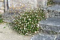 Erigeron karvinskianus - Mexican Fleabane growing against stone steps