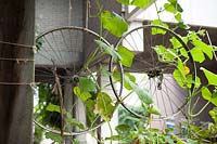 Pumpkin plant growing on bicycle wheels on an Amsterdam balcony