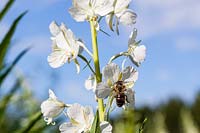 Chamaenerion angusitfolium 'Album' syn. Epilobium angustifolium leucanthum with bee