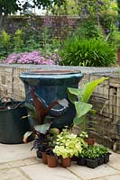 Ingredients needed to plant a glazed french pot with Ensete 'Maurelii', Musa basjoo, Ipomoea 'Bright Ideas Black', Helichrysum Gold and Lobelia 'Compact Dark Blue'