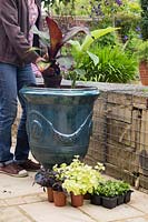Woman planting up glazed french pot with Ensete 'Maurelii', Musa basjoo, Ipomoea 'Bright Ideas Black', Helichrysum Gold and Lobelia 'Compact Dark Blue'