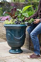 Woman planting glazed french pot with Ensete 'Maurelii', Musa basjoo, Ipomoea 'Bright Ideas Black', Helichrysum Gold and Lobelia 'Compact Dark Blue'