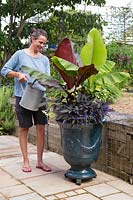 Woman watering glazed french pot with Ensete 'Maurelii', Musa basjoo, Ipomoea 'Bright Ideas Black', Helichrysum Gold and Lobelia 'Compact Dark Blue'