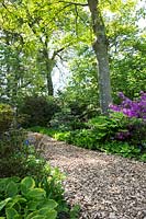 Mulched woodland pathway through Spring planting with Rhododendrons, Polygonatum Species, Pulmonaria officinalis and Hosta species