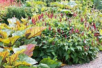 Planting combination of Persicaria amplexicaulis 'Blackfield' and Rheum 'Ace of Hearts' in August