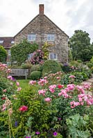 Old Somerset Farm worker's Cottage in a tiny hilltop village. Rosa 'Nathalie Nypels', Yew and Opium Poppies - Papaver somniferum