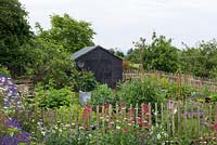 Vegetable garden with raised beds of Sweet Peas, Raspberries, Courgette and Lettuce, fenced to deter rabbits.