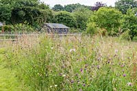 Wildflower meadow with Centaurea nigra and Leucanthemum