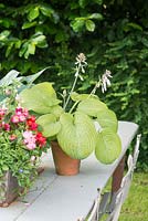 Hosta and Begonia in pots on a rustic table