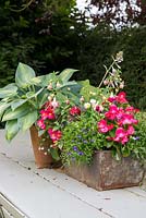 Fuchsia, Begonia and Lobelia in an old loaf tin and Hosta in a terracotta pot