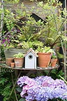Table full of spring flowering Auriculas, Ferns, bird house and Hydrangea