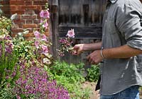 Man picking flowering Thymus - Thyme