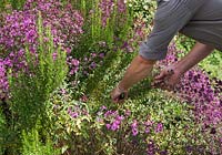 Man picking flowering Thymus - Thyme