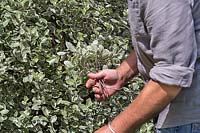 Man cutting variegated Pitttosporum for flower arranging