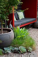 Detail of a potted Acer palmatum, Japanese maple, Agave attenuata, Century plant, grasses and Echeverias in front of the red painted sitting pod.