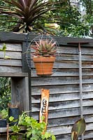 A wire basket with a potted Aloe in it suspended on a black metal wall bracket attached to a recycled rustic timber wall.