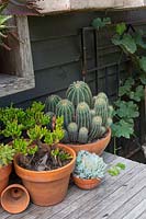 A collection of potted cactus and succulents in terracotta pots on a small timber table 