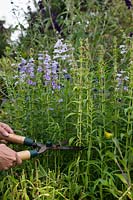 Deadheading Penstemon 'Sour Grapes' with hedge cutters