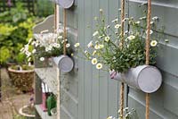 Metal tiered wall hanging containers planted with Erigeron karvinskianus
