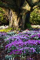 Cyclamen coum and Galanthus nivalis