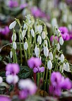 Galanthus nivalis and Cyclamen coum, Bulbs, February.