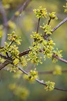 Cornus mas 'Spring Glow' - Cornelian Cherry