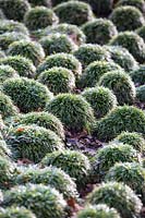 Ophiopogon japonicus minor - ornamental grass