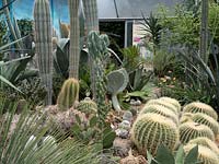 Cactus and Succulent collection with Echinocactus, Agave, Yucca, Opuntia and Pachycereus pringlei