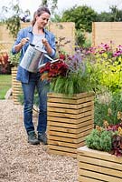 Woman watering wooden planter with Stipa tenuissima 'Ponytails', Coleus 'Wall Street' and Perovskia atriplicifolia 'Blue Spire'