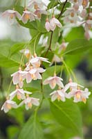 Styrax japonicus 'Pink Chimes' - Japanese snowbell